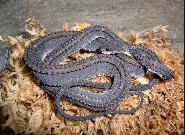 Picture 5 of Strange, snake-like snake in legend