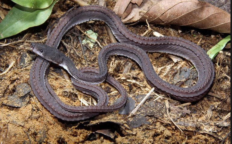 Picture 6 of Strange, snake-like snake in legend