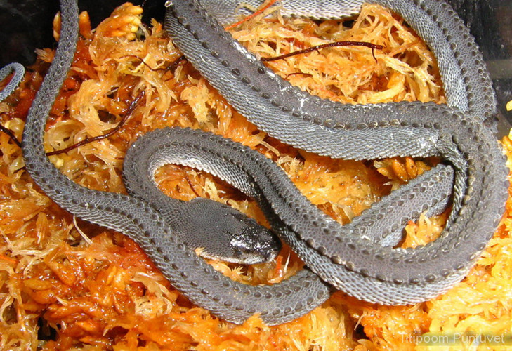 Picture 7 of Strange, snake-like snake in legend