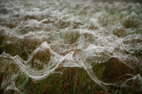 Picture 2 of Strange spider rain in Australia