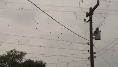 Picture 3 of Strange spider rain in Australia