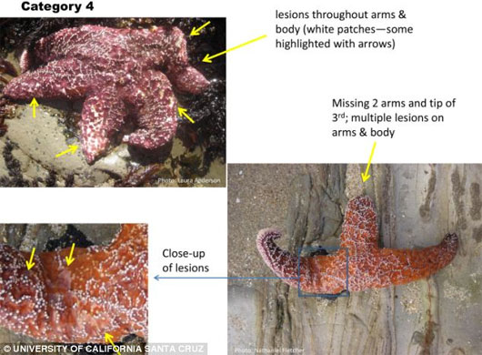 Picture 2 of Strange: Starfish exploded massively in America