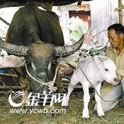 Picture 4 of Strange story about Buffalo