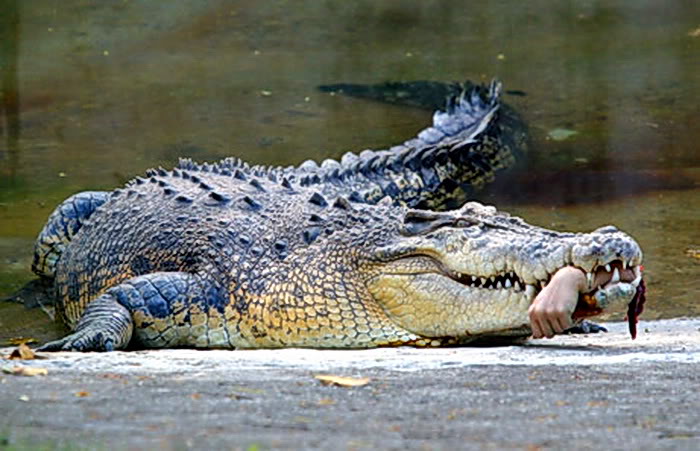 Picture 2 of Strange story about crocodiles