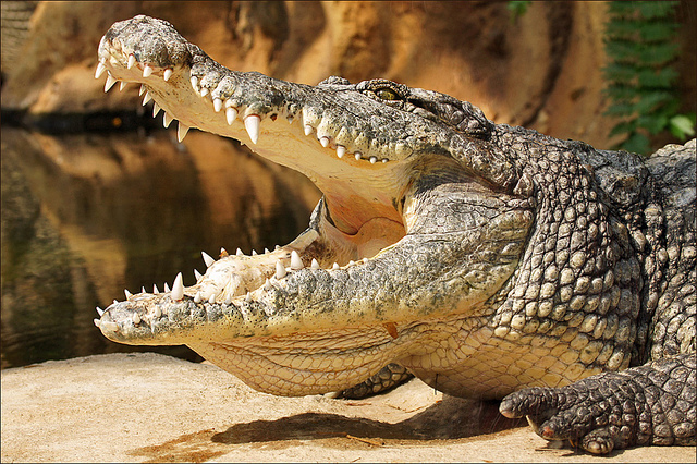 Picture 3 of Strange story about crocodiles