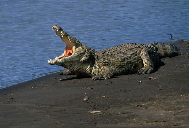 Picture 4 of Strange story about crocodiles