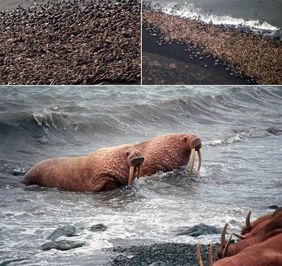 Picture 3 of Strange story: Tens of thousands of walruses land massively on Alaska beaches