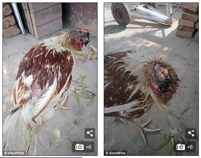 Picture 3 of Strange story: Thai chickens who lost their heads still live 10 days
