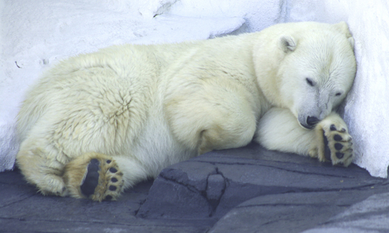Picture 1 of Strange things about animal sleep