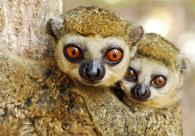 Picture 2 of Strange things about animal sleep