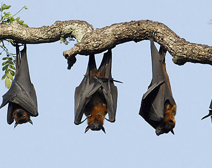 Picture 3 of Strange things about animal sleep