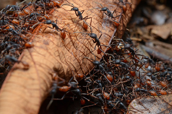 Picture 2 of Strange things about the ant world