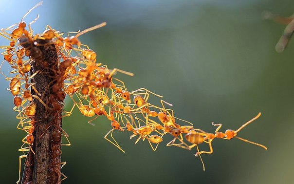 Picture 3 of Strange things about the ant world
