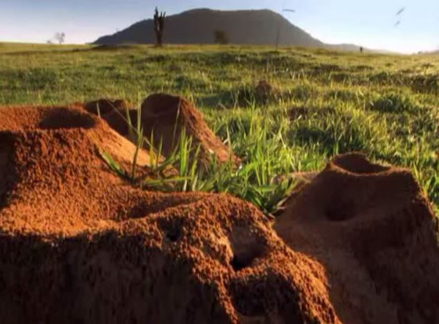 Picture 4 of Strange things about the ant world
