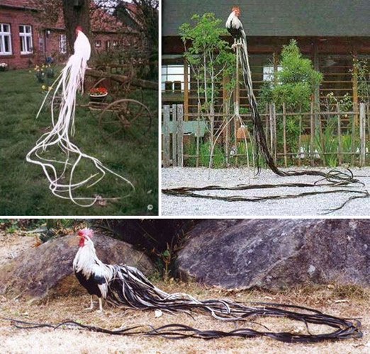 Picture 2 of Strange to breed noble chick with tail up to 7m long
