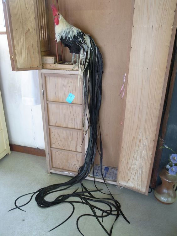 Picture 3 of Strange to breed noble chick with tail up to 7m long