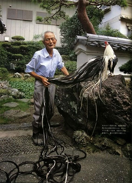 Picture 4 of Strange to breed noble chick with tail up to 7m long