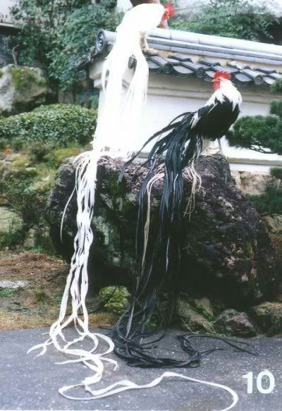 Picture 5 of Strange to breed noble chick with tail up to 7m long