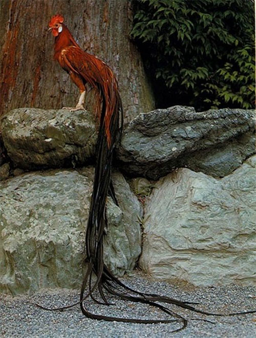 Picture 6 of Strange to breed noble chick with tail up to 7m long