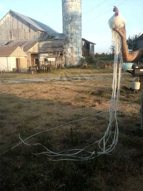 Picture 7 of Strange to breed noble chick with tail up to 7m long