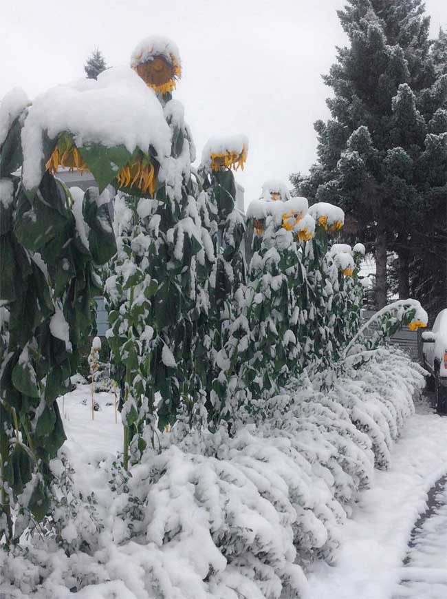 Picture 5 of Strange weather phenomenon: Part of the United States is paralyzed because of ice and snow in early autumn