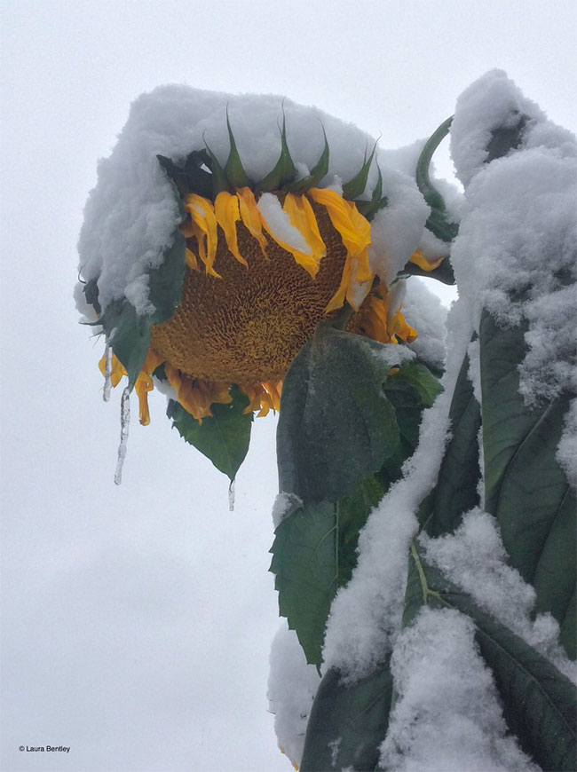 Picture 6 of Strange weather phenomenon: Part of the United States is paralyzed because of ice and snow in early autumn