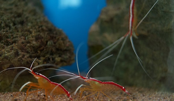 Picture 1 of 'Strange' work of doctor shrimp