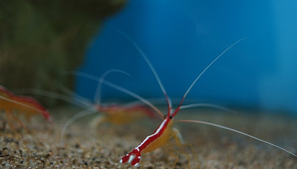 Picture 2 of 'Strange' work of doctor shrimp