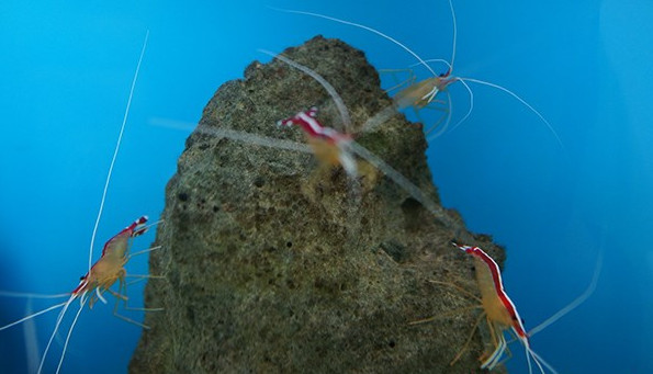 Picture 4 of 'Strange' work of doctor shrimp