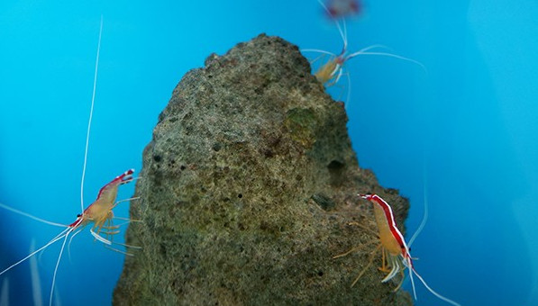 Picture 5 of 'Strange' work of doctor shrimp