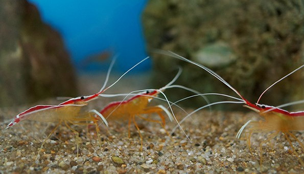 Picture 6 of 'Strange' work of doctor shrimp