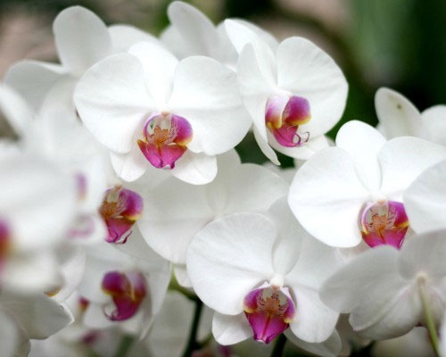 Picture 1 of Strange world of orchids