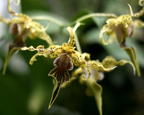 Picture 2 of Strange world of orchids