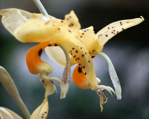 Picture 3 of Strange world of orchids