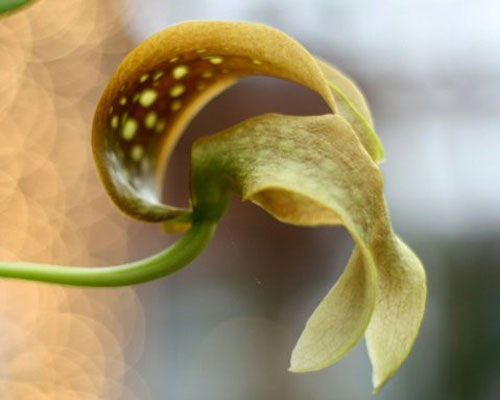 Picture 4 of Strange world of orchids