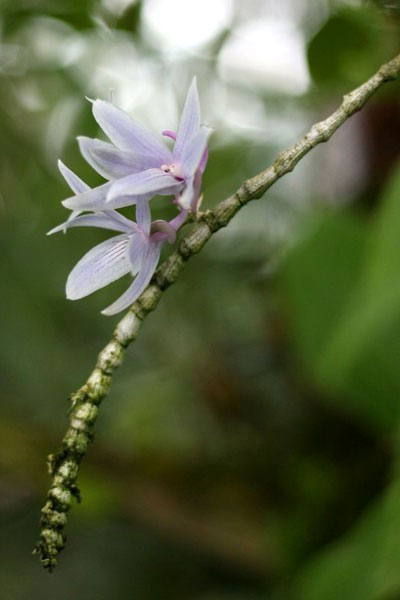 Picture 5 of Strange world of orchids