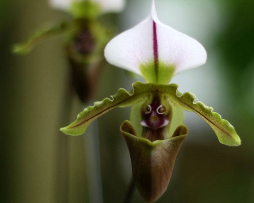 Picture 6 of Strange world of orchids