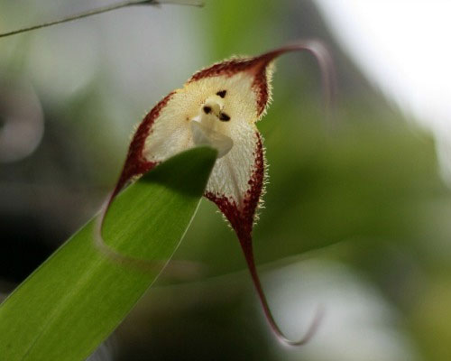 Picture 7 of Strange world of orchids