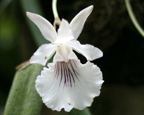 Picture 8 of Strange world of orchids