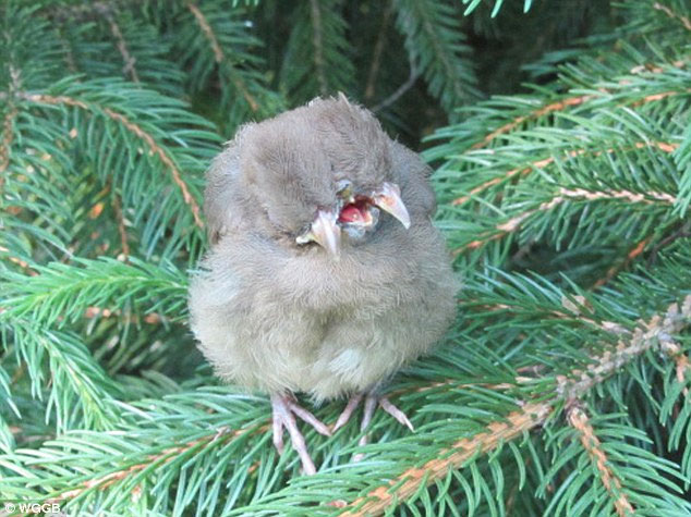 Picture 1 of Strangely birds have 2 heads and 3 mines