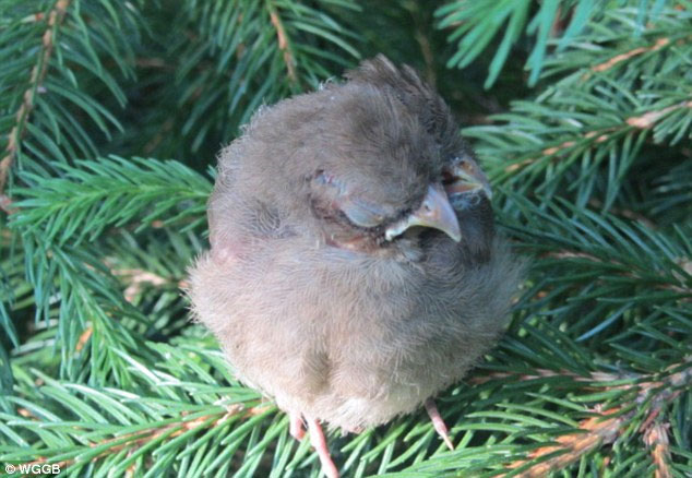 Picture 2 of Strangely birds have 2 heads and 3 mines