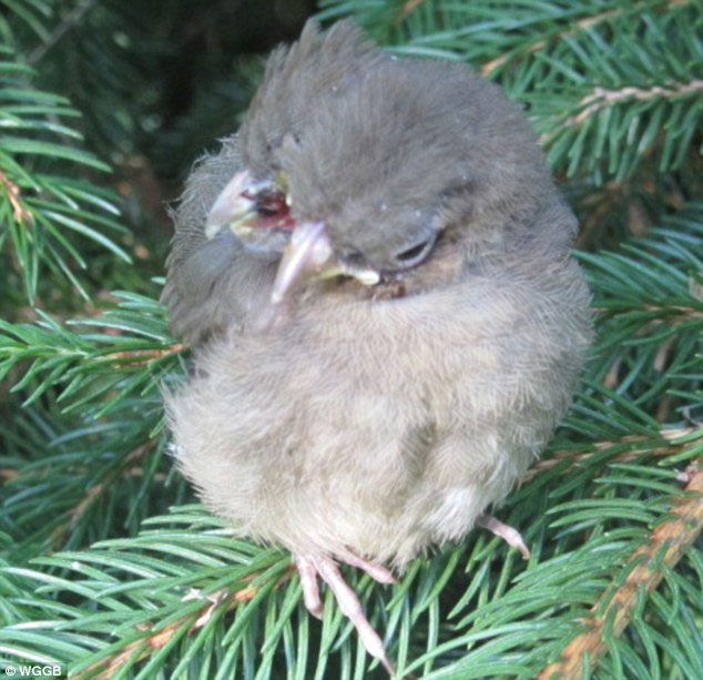 Picture 3 of Strangely birds have 2 heads and 3 mines