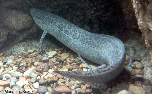 Picture 1 of Strangely, fishes like to walk on land