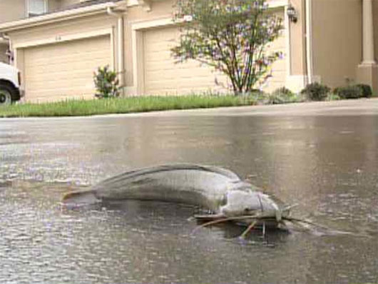 Picture 3 of Strangely, fishes like to walk on land