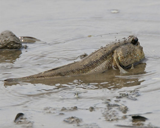 Picture 4 of Strangely, fishes like to walk on land