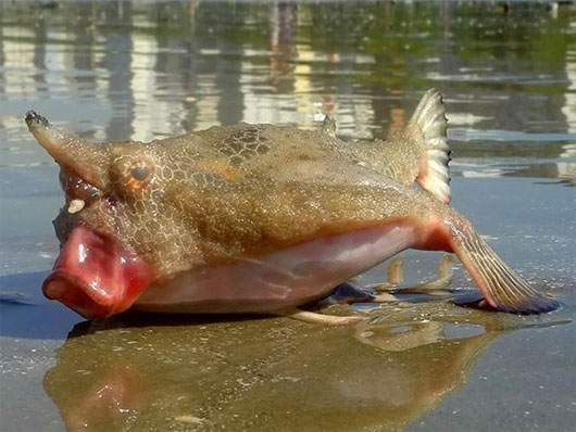 Picture 5 of Strangely, fishes like to walk on land