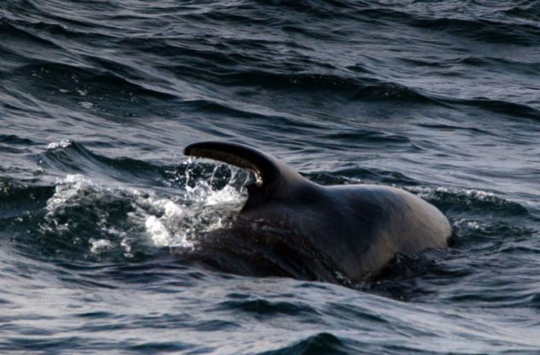 Picture 10 of Strangely, killer whales make a living for handicapped children