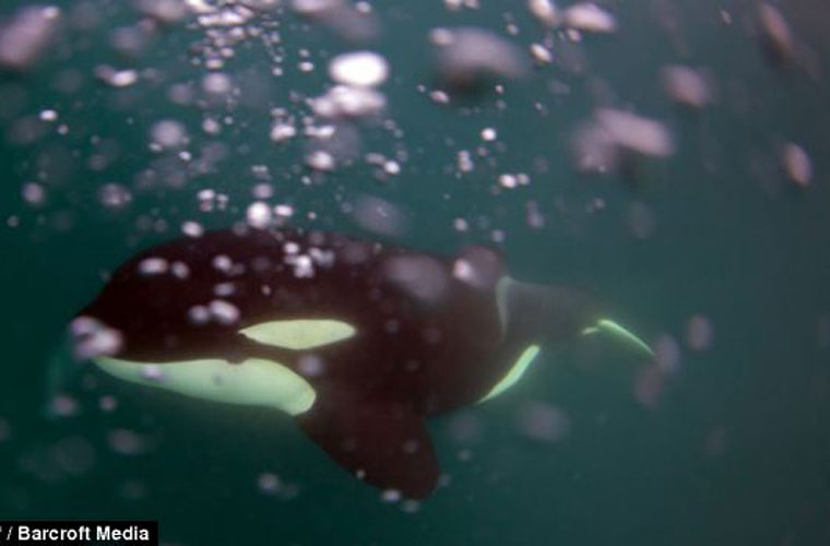 Picture 7 of Strangely, killer whales make a living for handicapped children