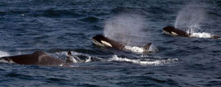 Picture 8 of Strangely, killer whales make a living for handicapped children