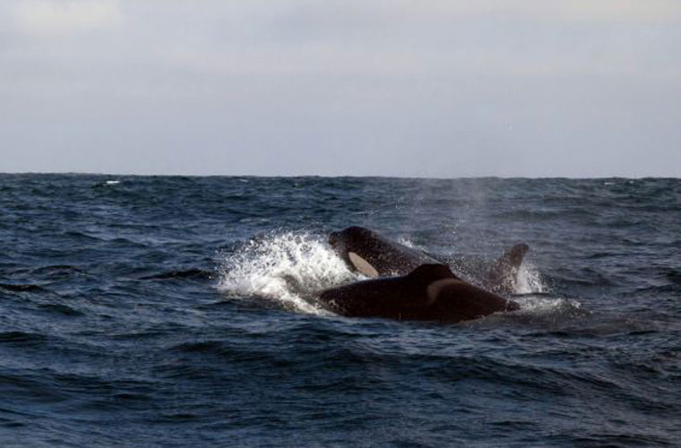 Picture 9 of Strangely, killer whales make a living for handicapped children